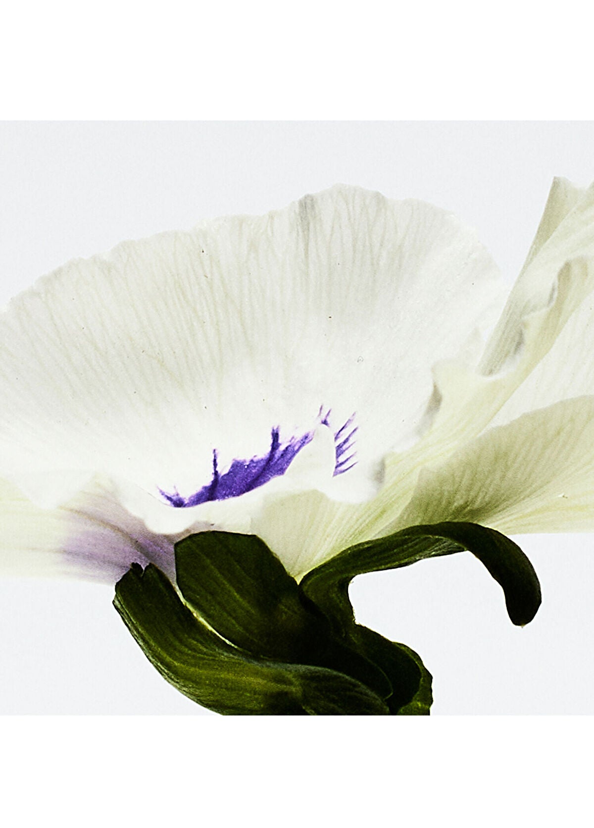 Loewe Aire Anthesis EDP 50 ml Parfüm