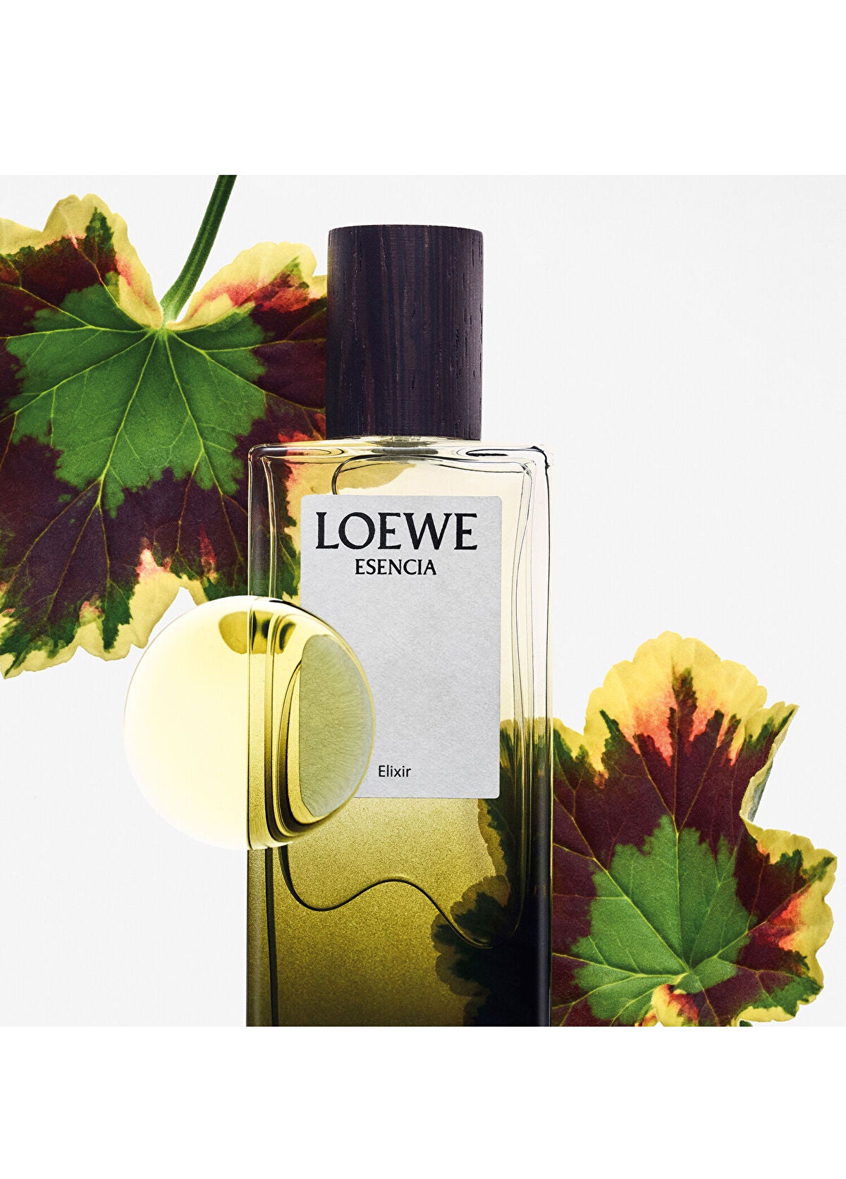 Loewe Essencia Elixir EDP 100 ml Erkek Parfüm