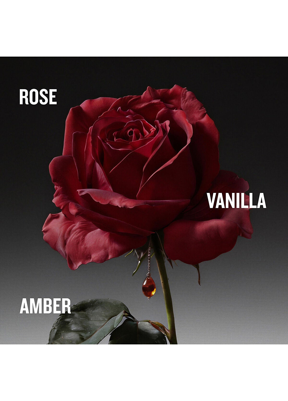 Penhaligon's The Coveted Duchess Rose EDP Intense 75 ml